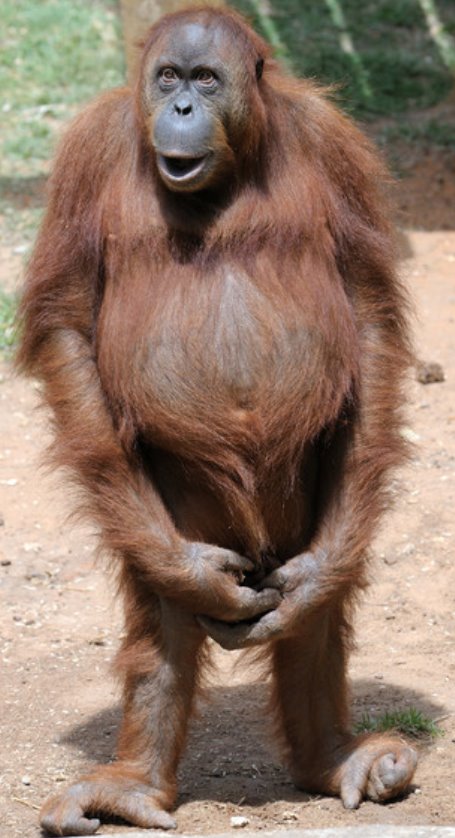 Орангутанг - Животные - Мир - каждому по его заслугам